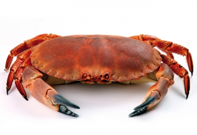 Морепродукты Морепродукты