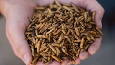 Протеиновые добавки из насекомых — производство кормов 14 Протеиновые добавки из насекомых — производство кормов 1