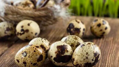 Почему стоит есть перепелиные яйца? 11 Почему стоит есть перепелиные яйца?