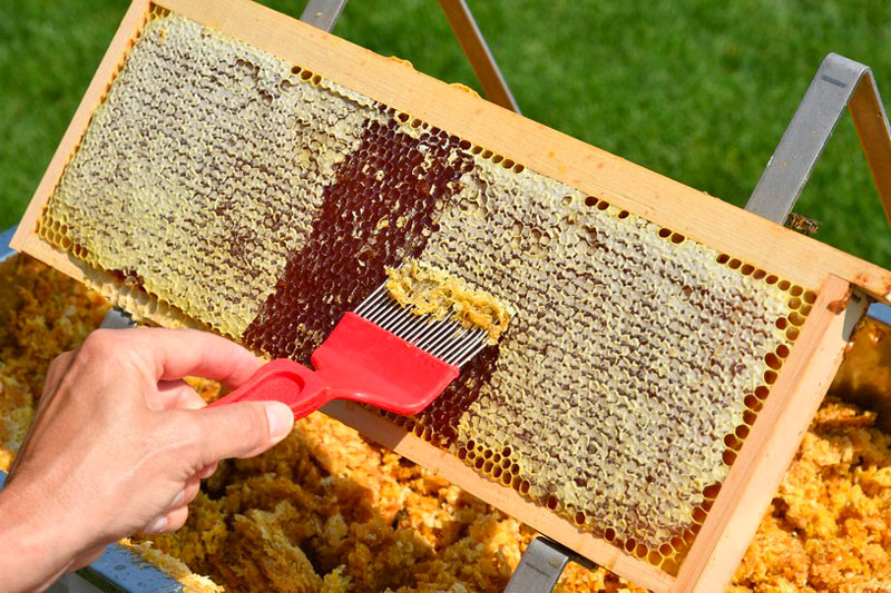 Как распознать настоящий мёд? Простой тест поможет обнаружить «подделку»